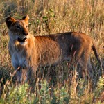 Kruger Lioness - Alone
