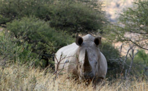 blog-rhino