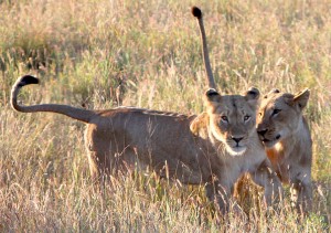 Kruger Lioness
