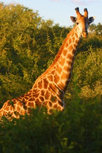 Kruger - Giraffe