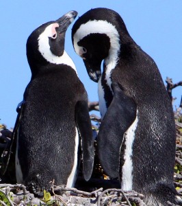 Penguins